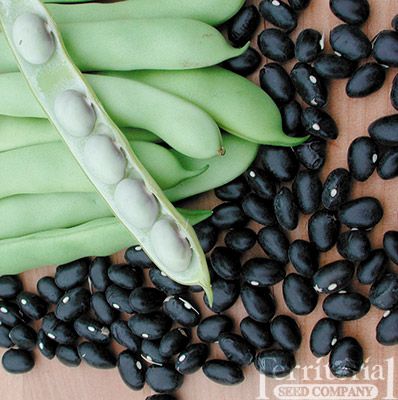 Beans Green (black Seeds) Seeds