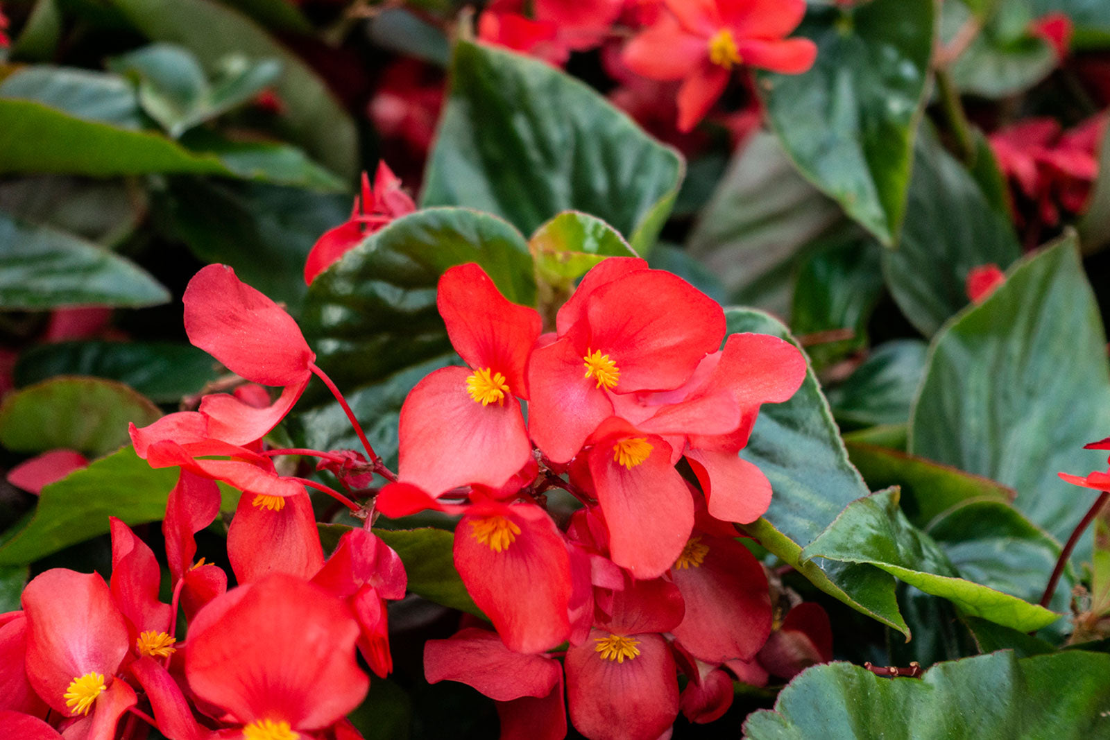 Begonia Semp Florn Dwarf Mixed - Seeds