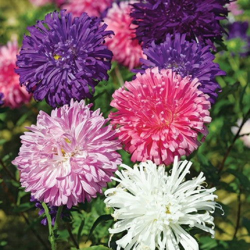 Aster Ducess Formula Mixed