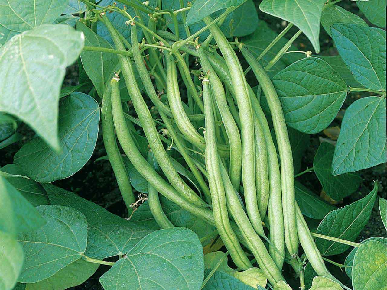 French bean