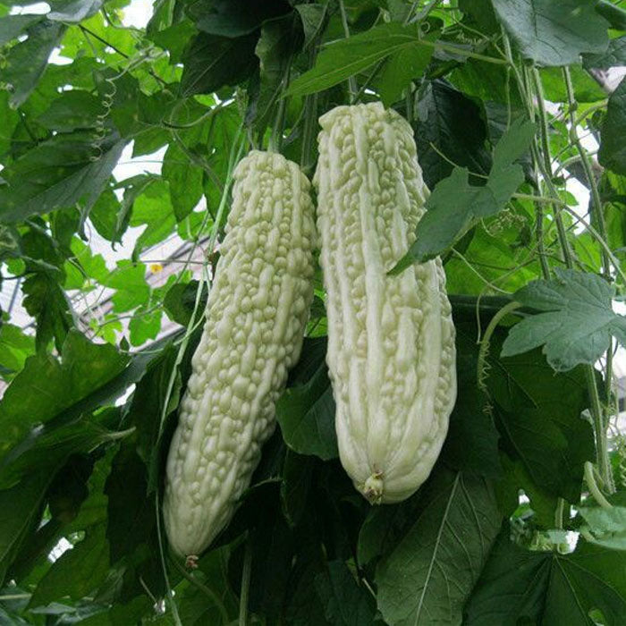 Bittergourd priyanka