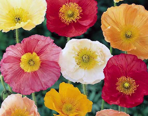 California Poppy Mixed