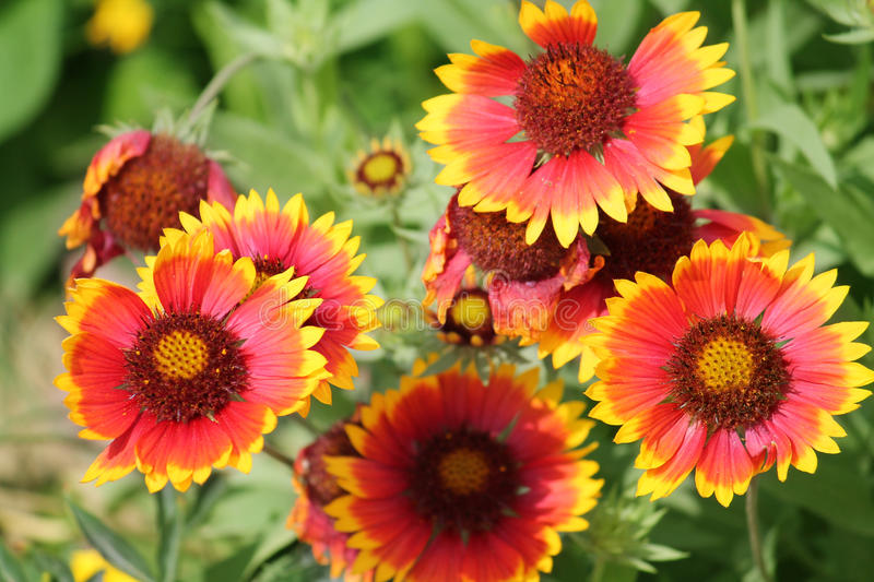 Gaillardia Aristata (Blanket Flower)