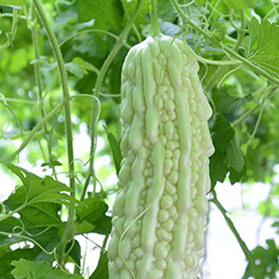 Bittergourd priyanka