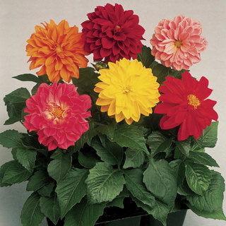 Dahlia Beauty mixed
