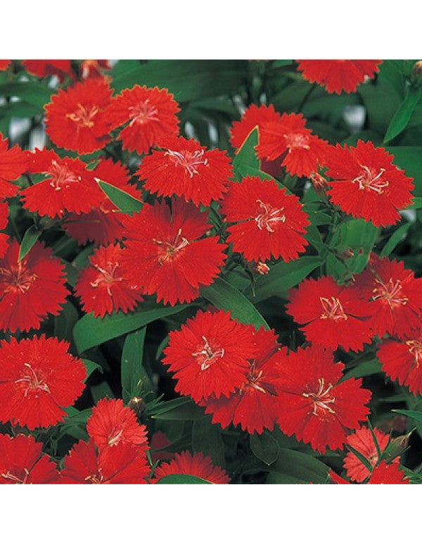 Dianthus Scarlet Red