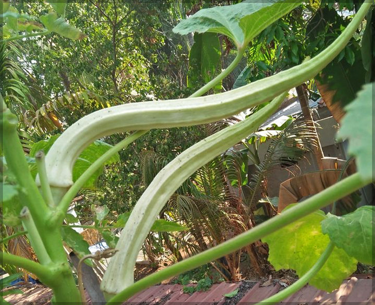 Elephent Tusk Okra Seeds Vegetable Seeds