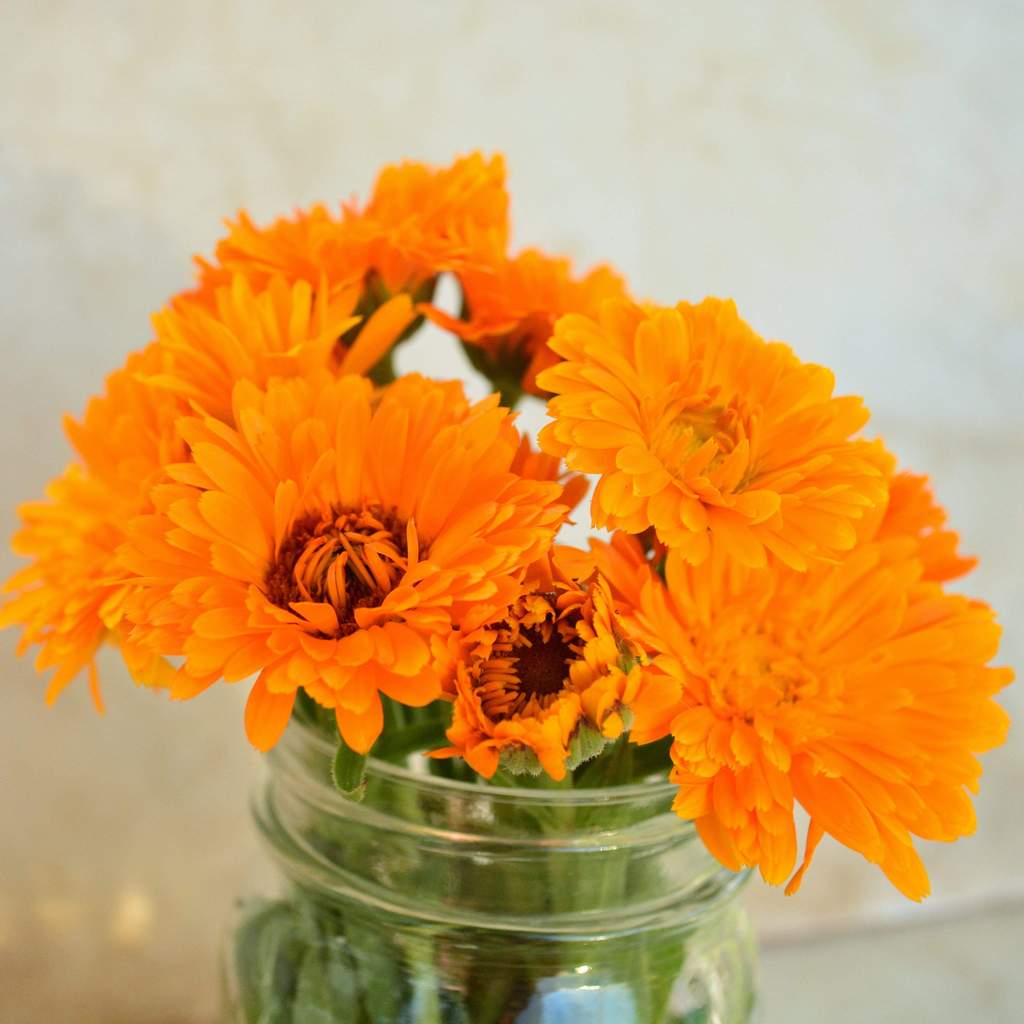 Calendula Officinalis Fiesta