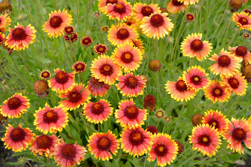 Gaillarda (Blanket flower)