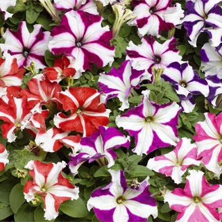 Petunia Star Mixed