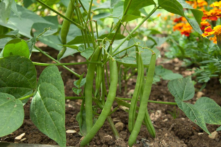 French bean