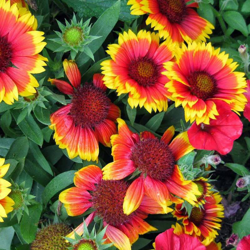 Gaillardia Aristata (Blanket Flower)