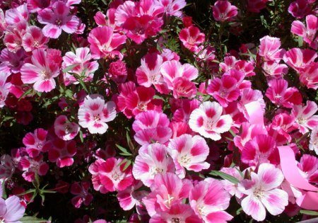 Clarkia Elegans Dbl Flwr Mix-Azaleaflora (Godetia)