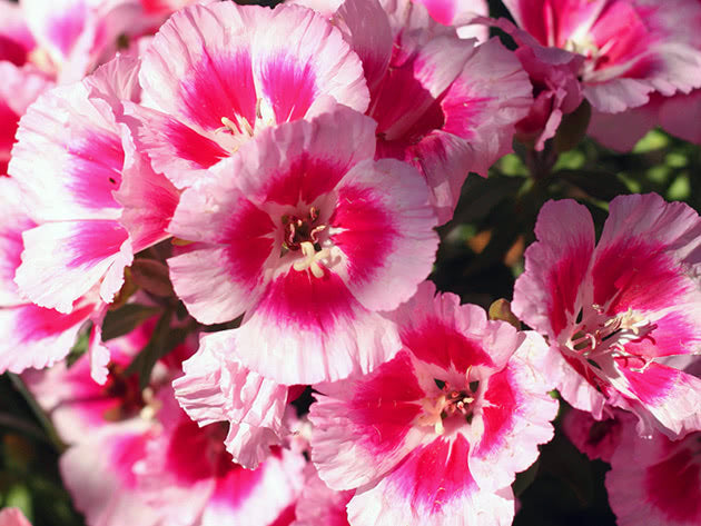 Clarkia Elegans Dbl Flwr Mix-Azaleaflora (Godetia)