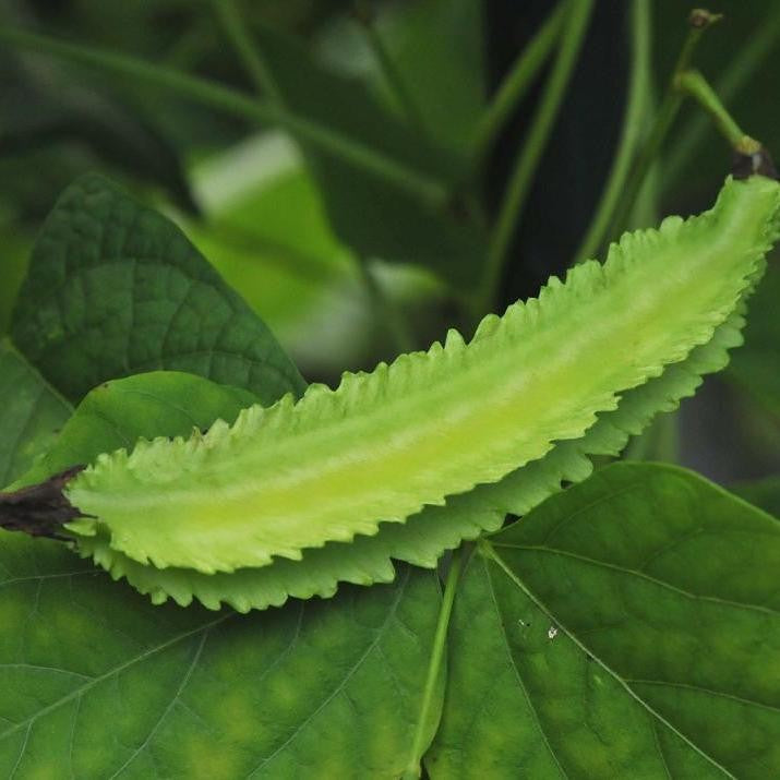 Winged bean(Revathy)