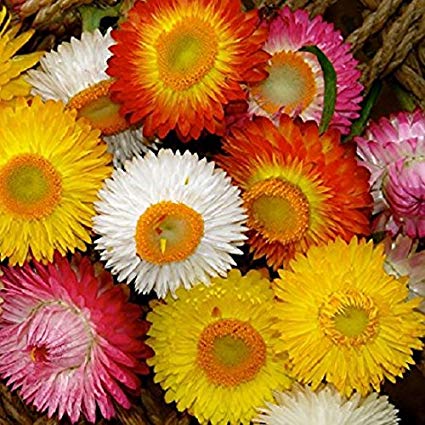 Helichrysam Dwarf Mixed Paper (Strawflower)