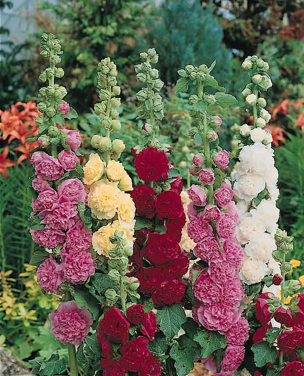 Hollyhocks Mixed