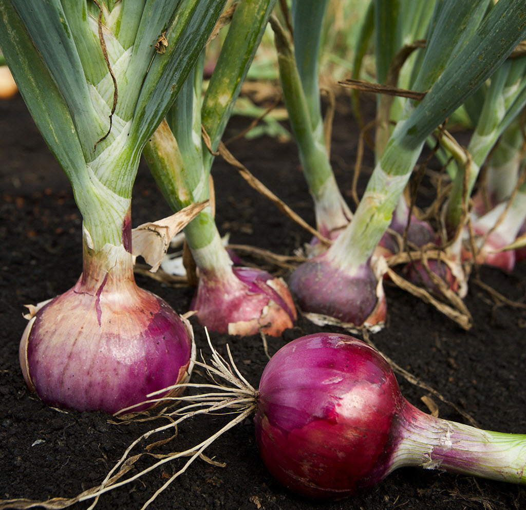 Onion Red Seeds