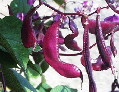 Dolichus Beans (Grace)