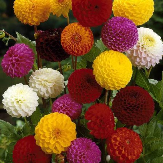 Dahlia Pompon Mixed