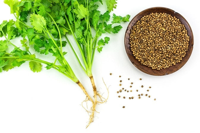 Coriander