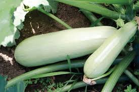 SUMMER SQUASH Seeds