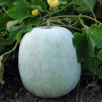 Ashgourd