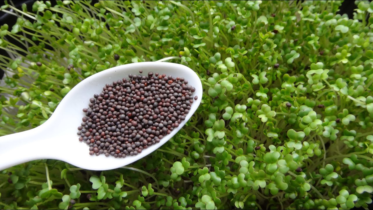 Green Mustard Microgreens Seeds