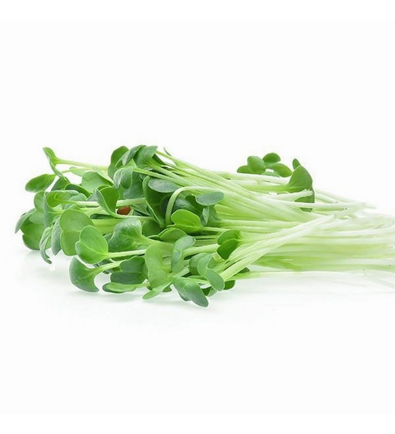 Alfalfa Microgreens Seeds