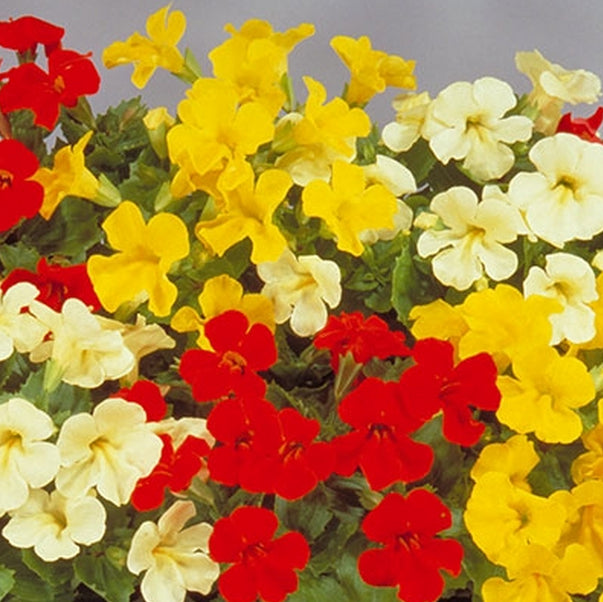 Nasturtium Variegated Mix  (Mimulus Mystic Mix )