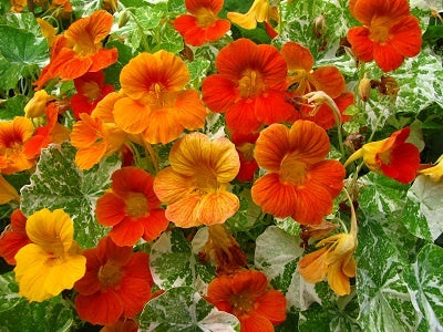 Nasturtium Variegated Mix  (Mimulus Mystic Mix )