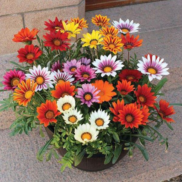 Gazania Sunshine Hybrid Mixed  (Treasure Flower)