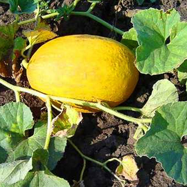 Yellow Melon