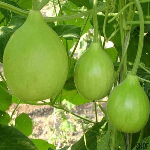 Bottle Gourd Bulb Seeds