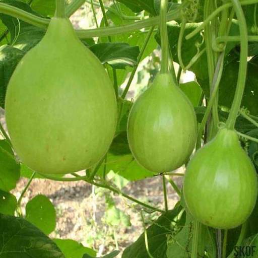 Bottle Gourd Bulb  Seeds