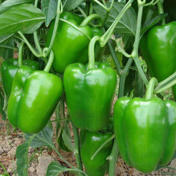 Capsicum Green Seeds