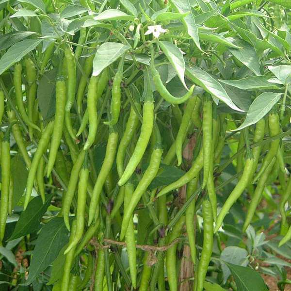 Chillies Green Long Seeds