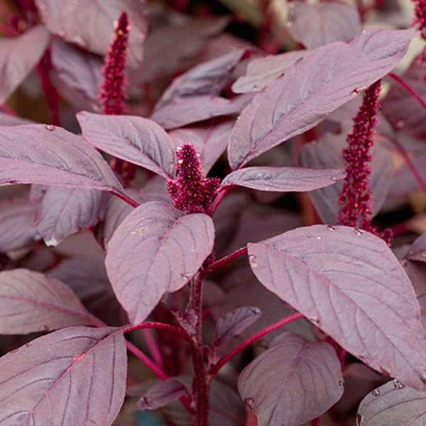 Amaranthus Red