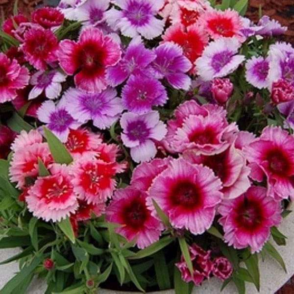 Dianthus Baby Doll(Cheddar pinks, Clove pinks, Gilly flower pinks)