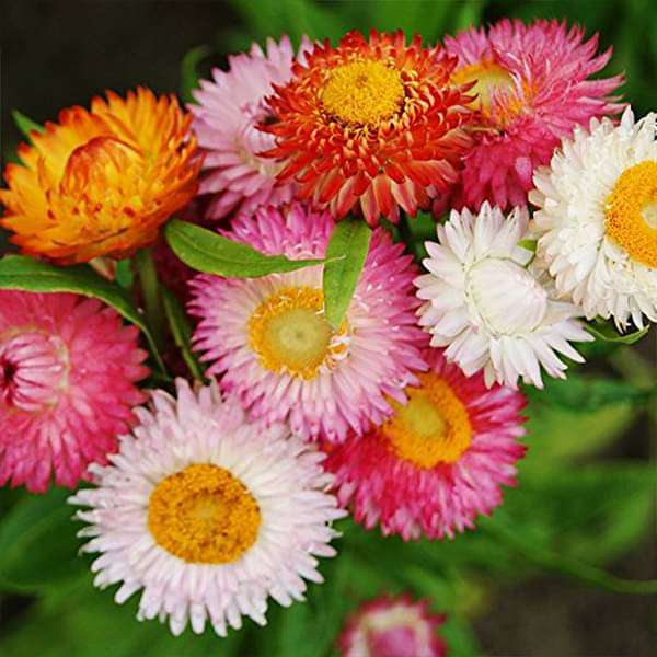 Helichrysam Dwarf Mixed Paper (Strawflower)