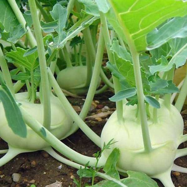 Kohlrabi Seeds