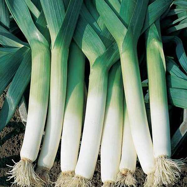 Leek Seeds
