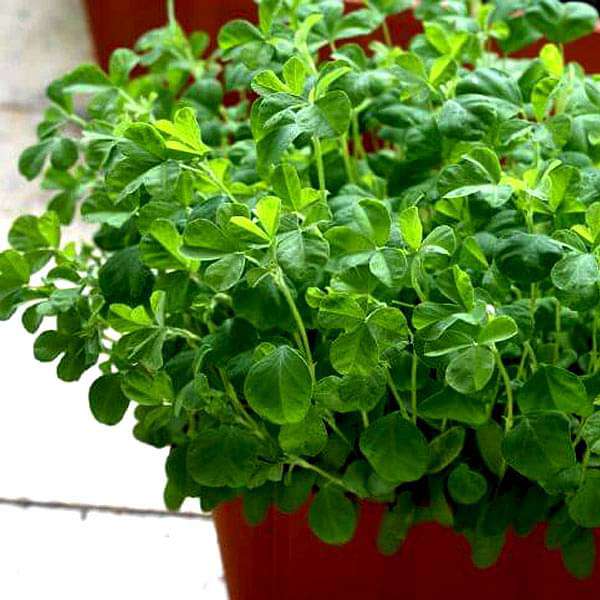 Methi Kasuri Seeds