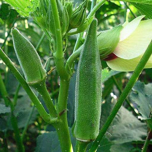 Bhindi (Arka Anamika)