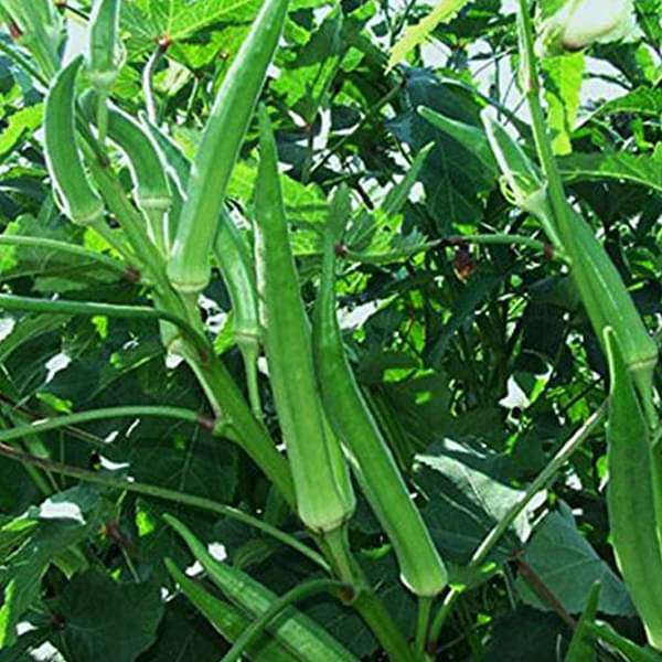 Elephent Tusk Okra Seeds Vegetable Seeds