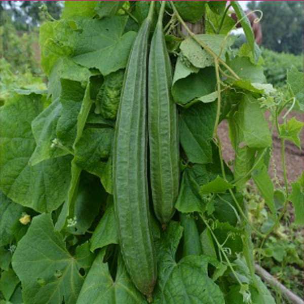 Ridge Gourd