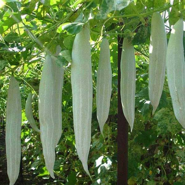Snakegourd