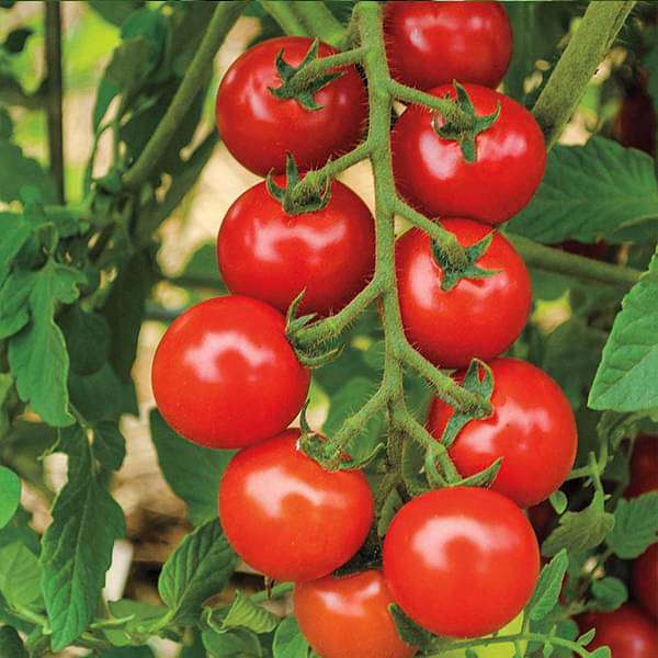 Cherry Tomato  Seeds