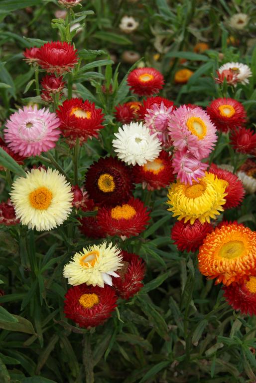 Helichrysam Dwarf Mixed Paper (Strawflower)