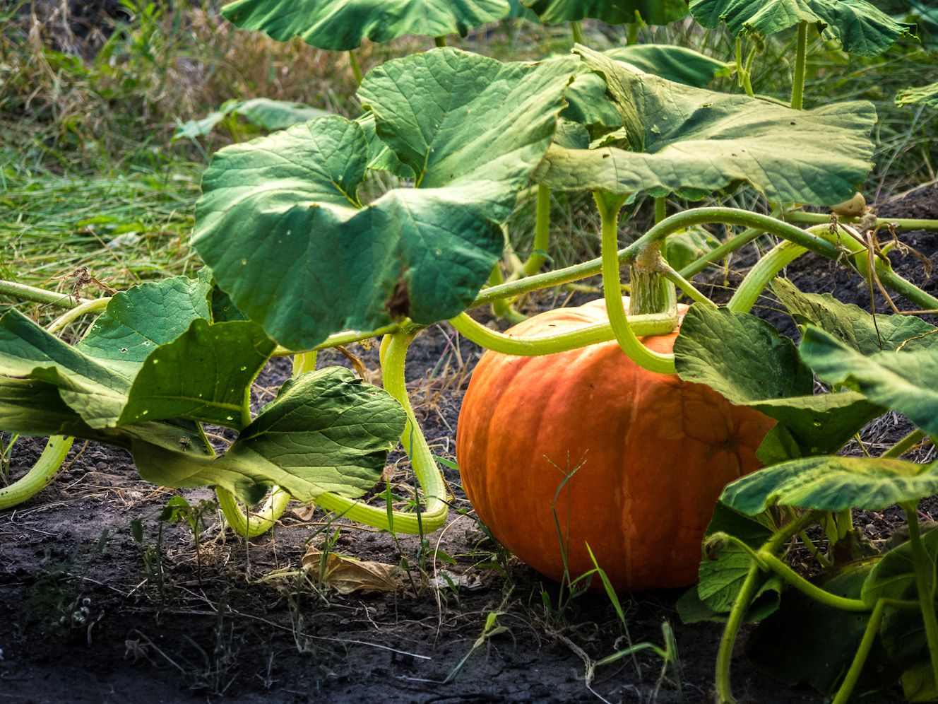 Pumpkin